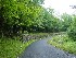 Road to Forest
